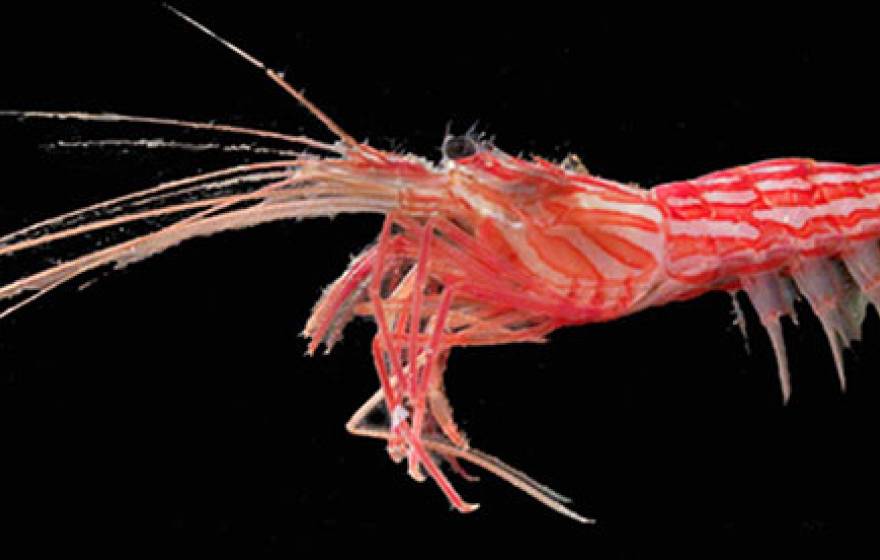red rock shrimp