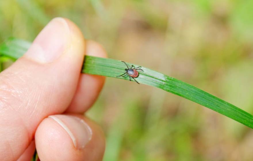 UCSF tick hand