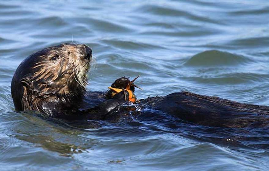 sea otter