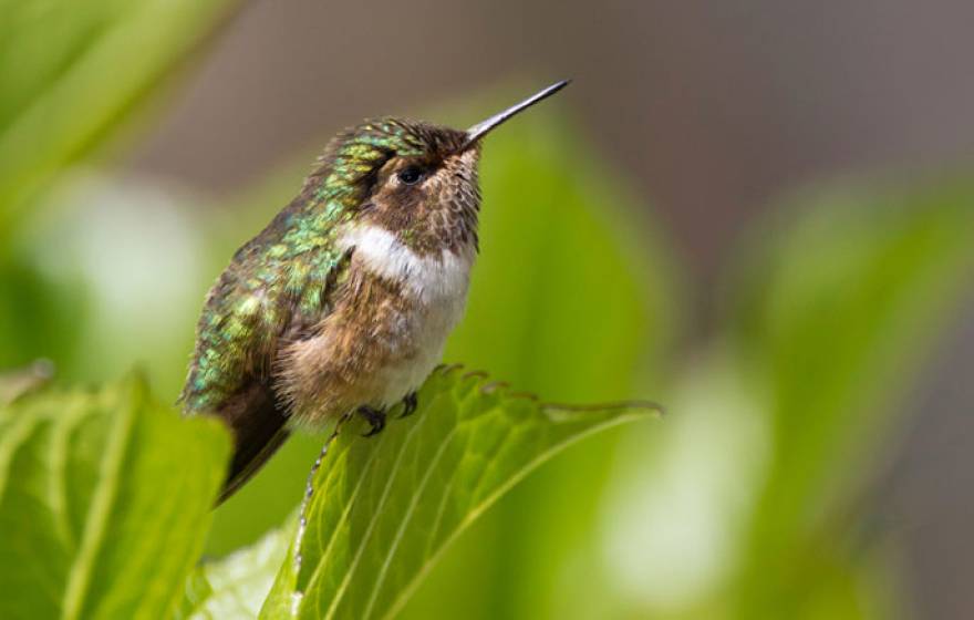 volcano hummingbird