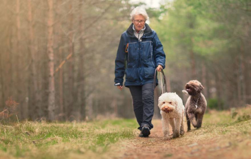 An older woman walks two dogs outside