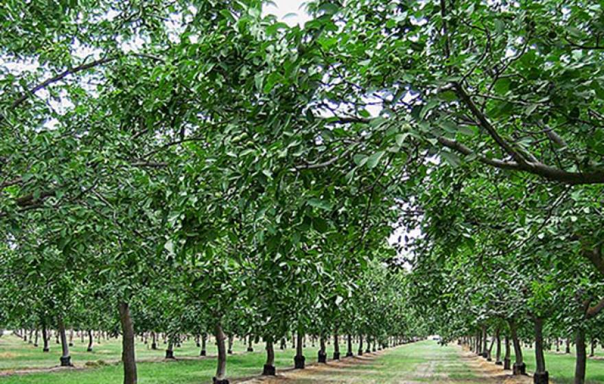 Walnuts, a top California export crop, grow in orchards like this.