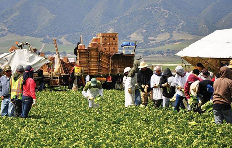 The center focuses on improving the health and safety of farmers and farmworkers like these shown harvesting a lettuce field. 