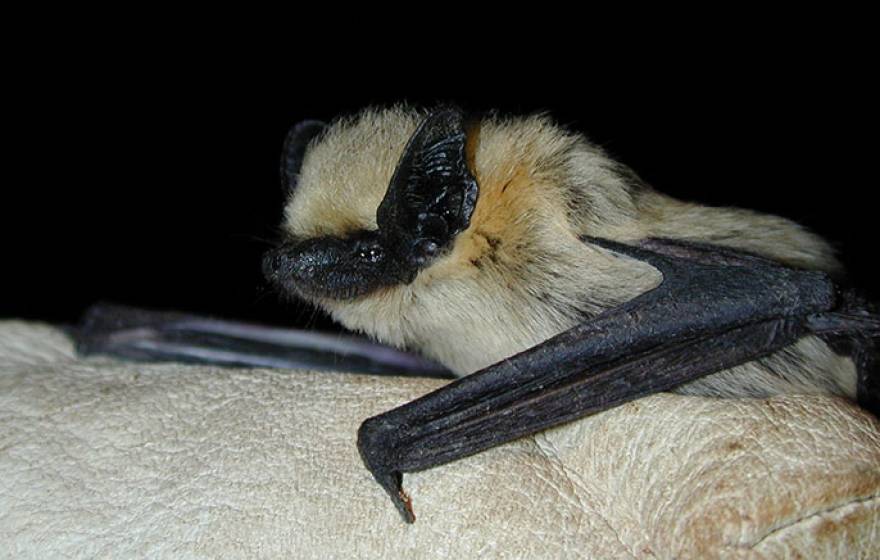 western pipistrelle bat