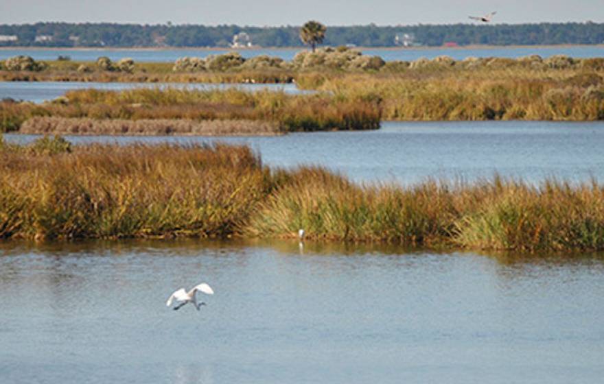 Wetlands UC Santa Cruz