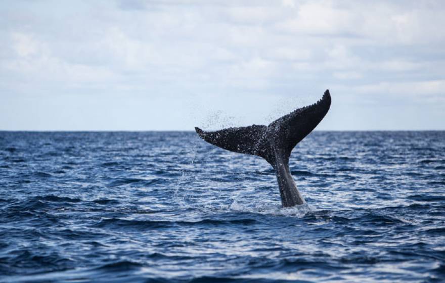 UC Merced whale