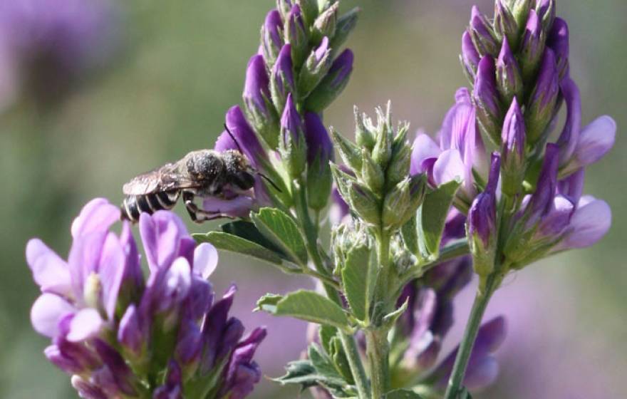 UC Riverside bacteria wild bees