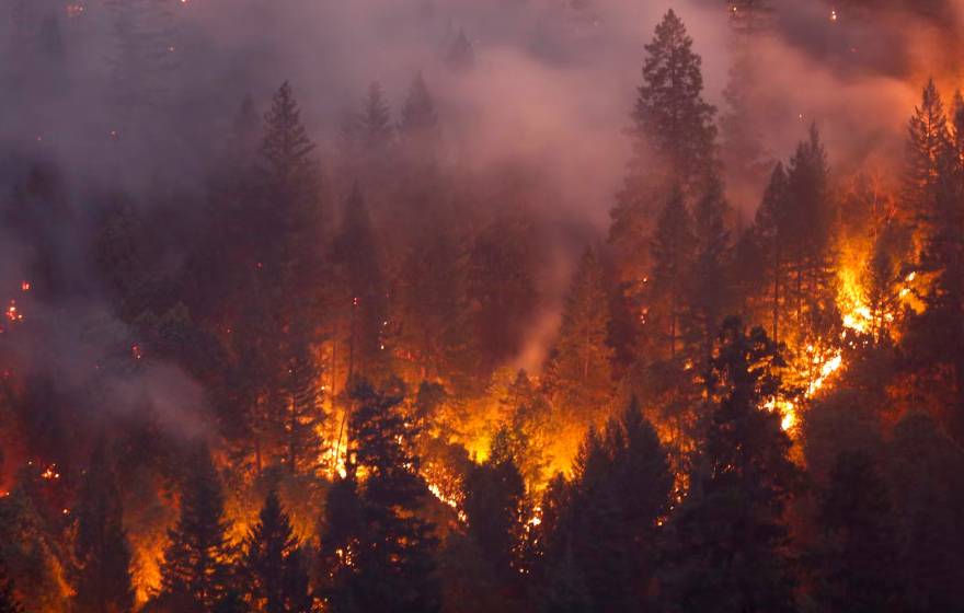 Flames through a pine forest