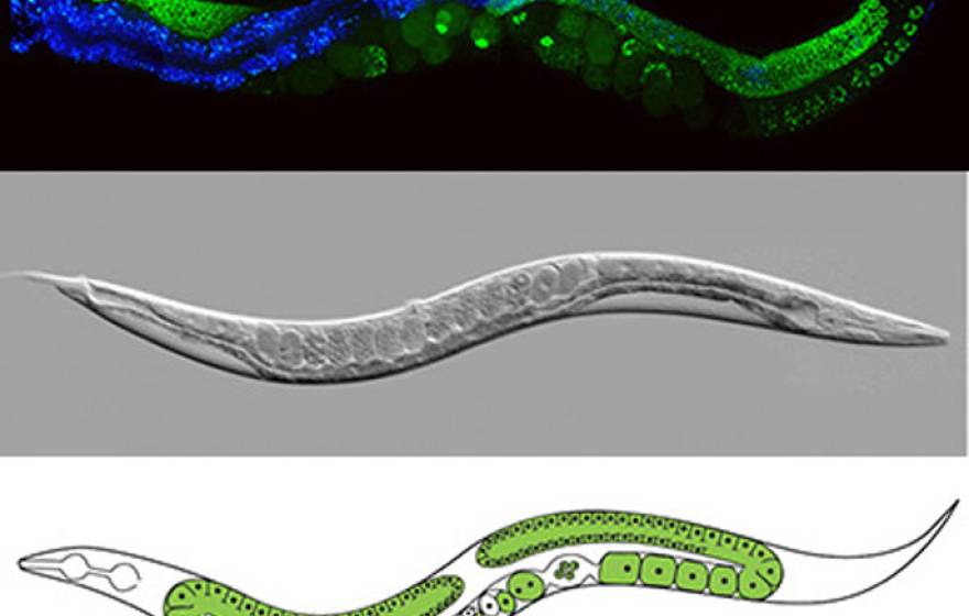 UC Santa Cruz worm composite