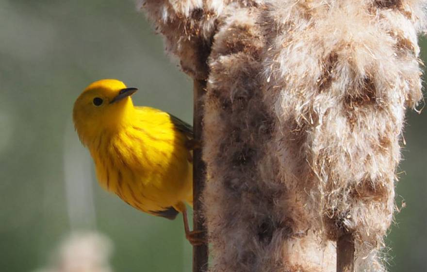 yellow warbler UCLA