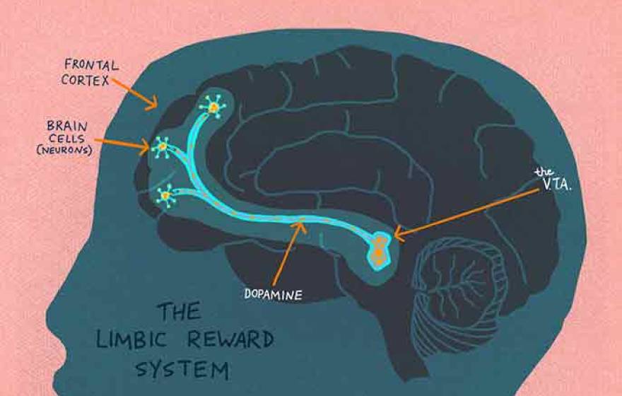your brain on curiosity
