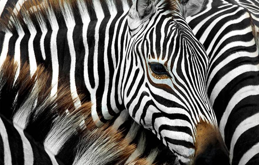 Zebra stripes