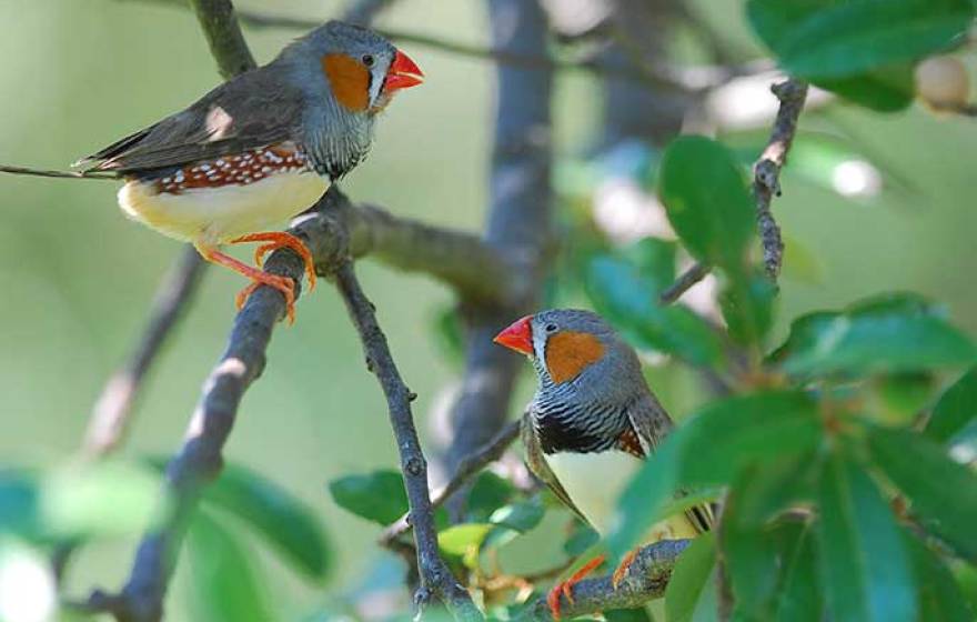 zebra finches