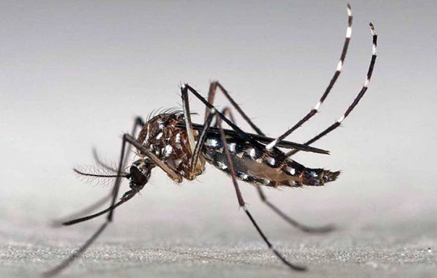 UC San Diego Zika