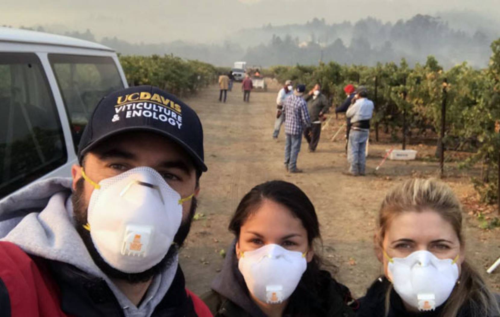 Masked UC Davis researchers harvesting grapes at a vineyard under smoky conditions