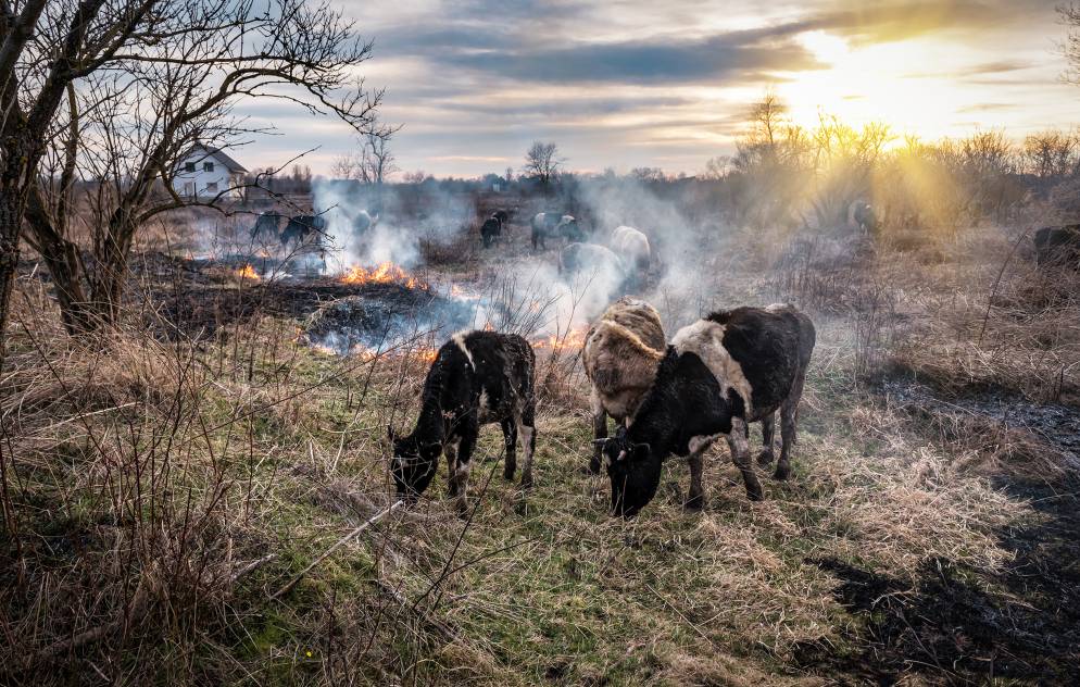 cows grazing next to burning dry grass, with a farmhouse visible in the background