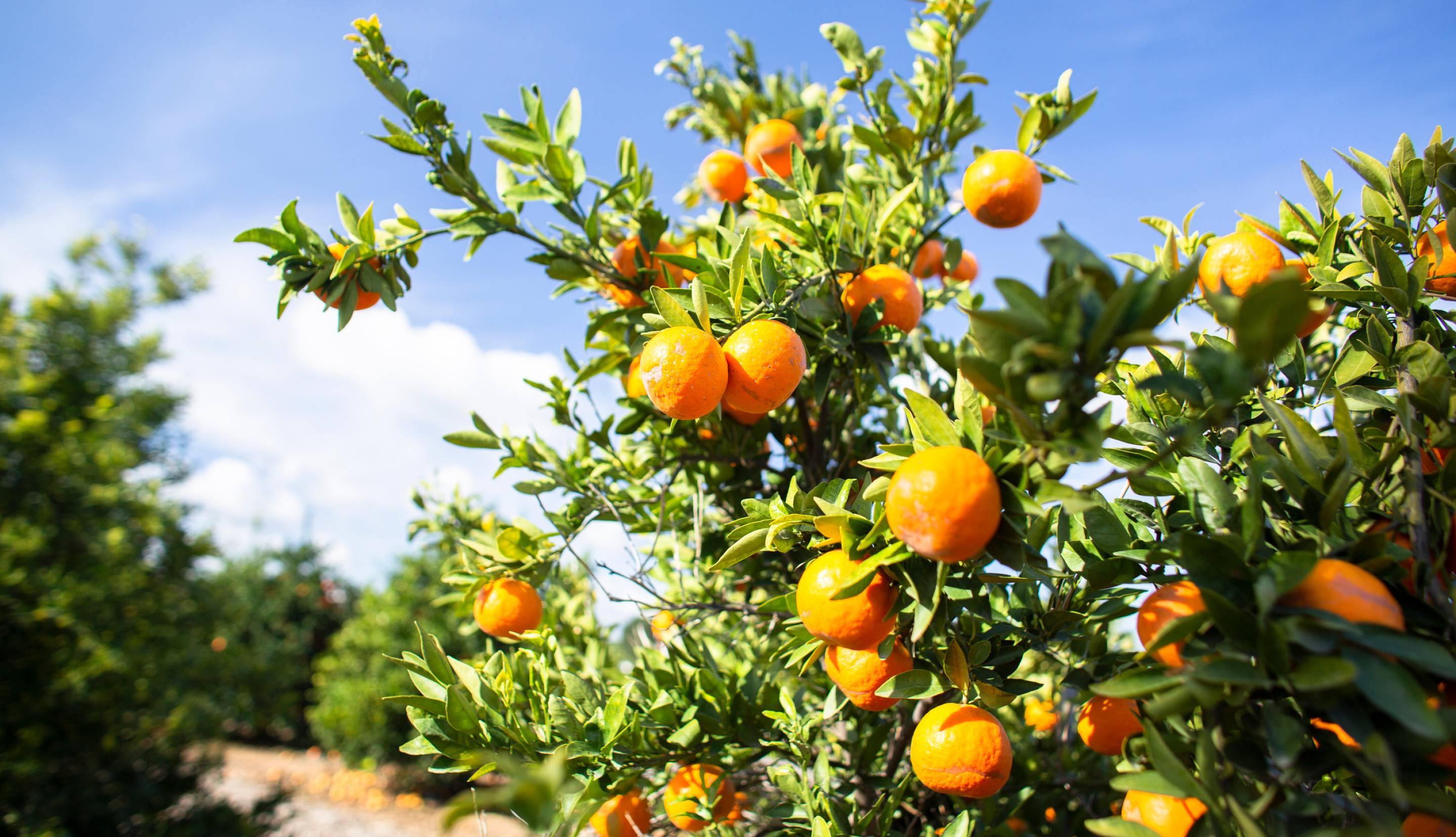 An orange grove with a blue sky behind it
