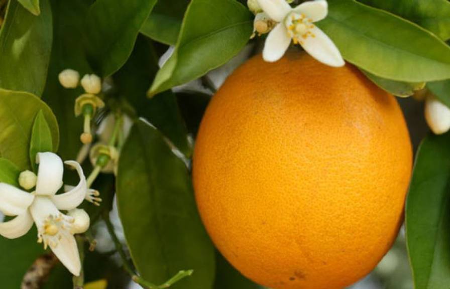 A close-up of an orange in a tree with white blossoms