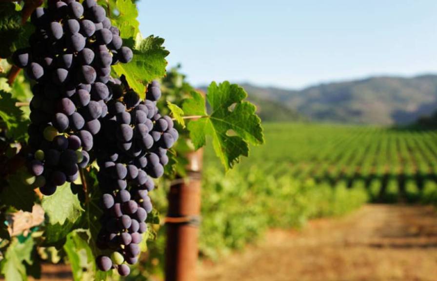 A close-up of grapes in a vineyard