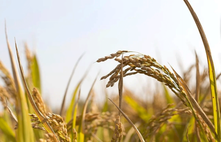 Close up of grains