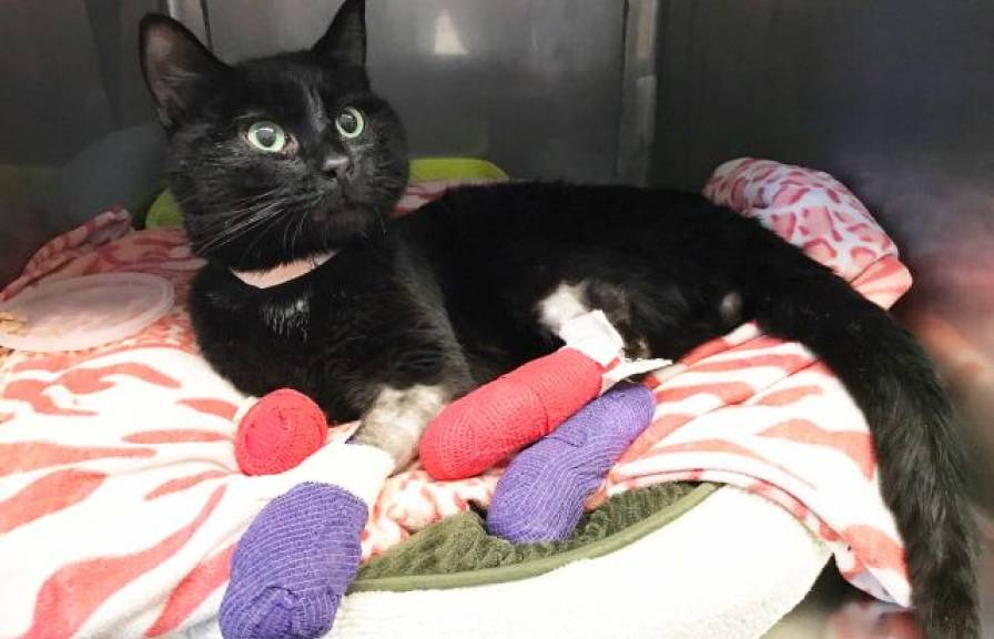 A cat in a veterinary kennel with bandages on all four paws