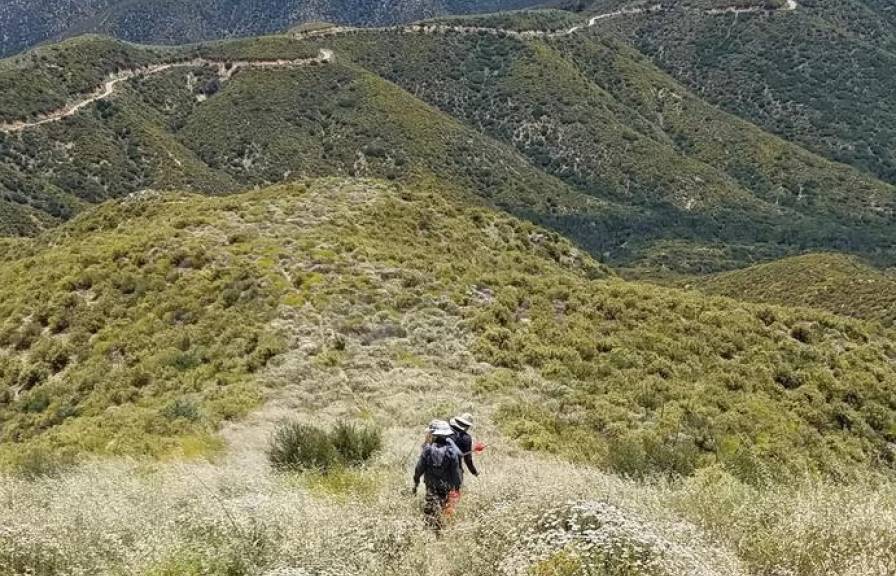 Hikers walking through green scrubby hills