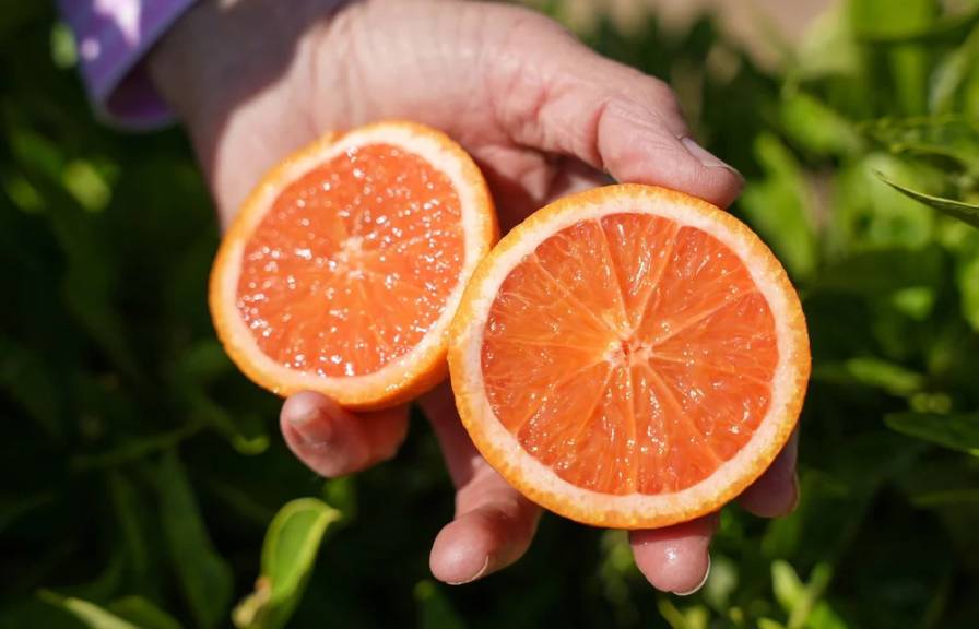 Someone's hand holds a sliced orange, brightly colored