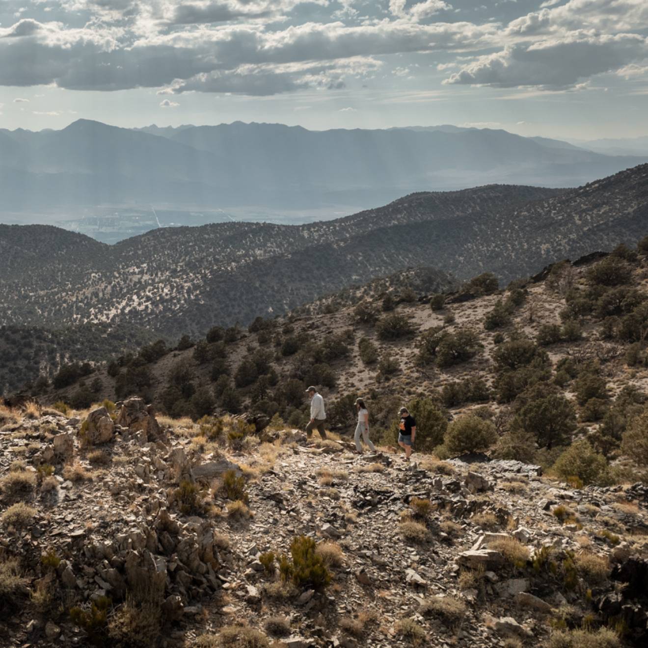 A pinyon pine forest in the Sierra Nevada mountains viewed from a distance..