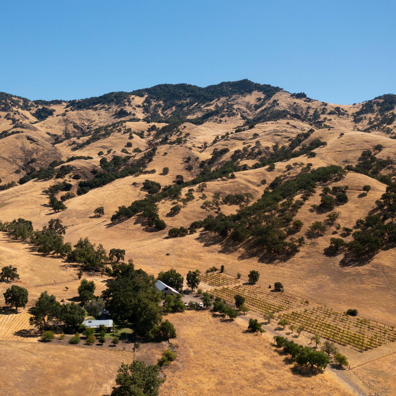 Inland California foothills covered with dry grass and blue oak trees