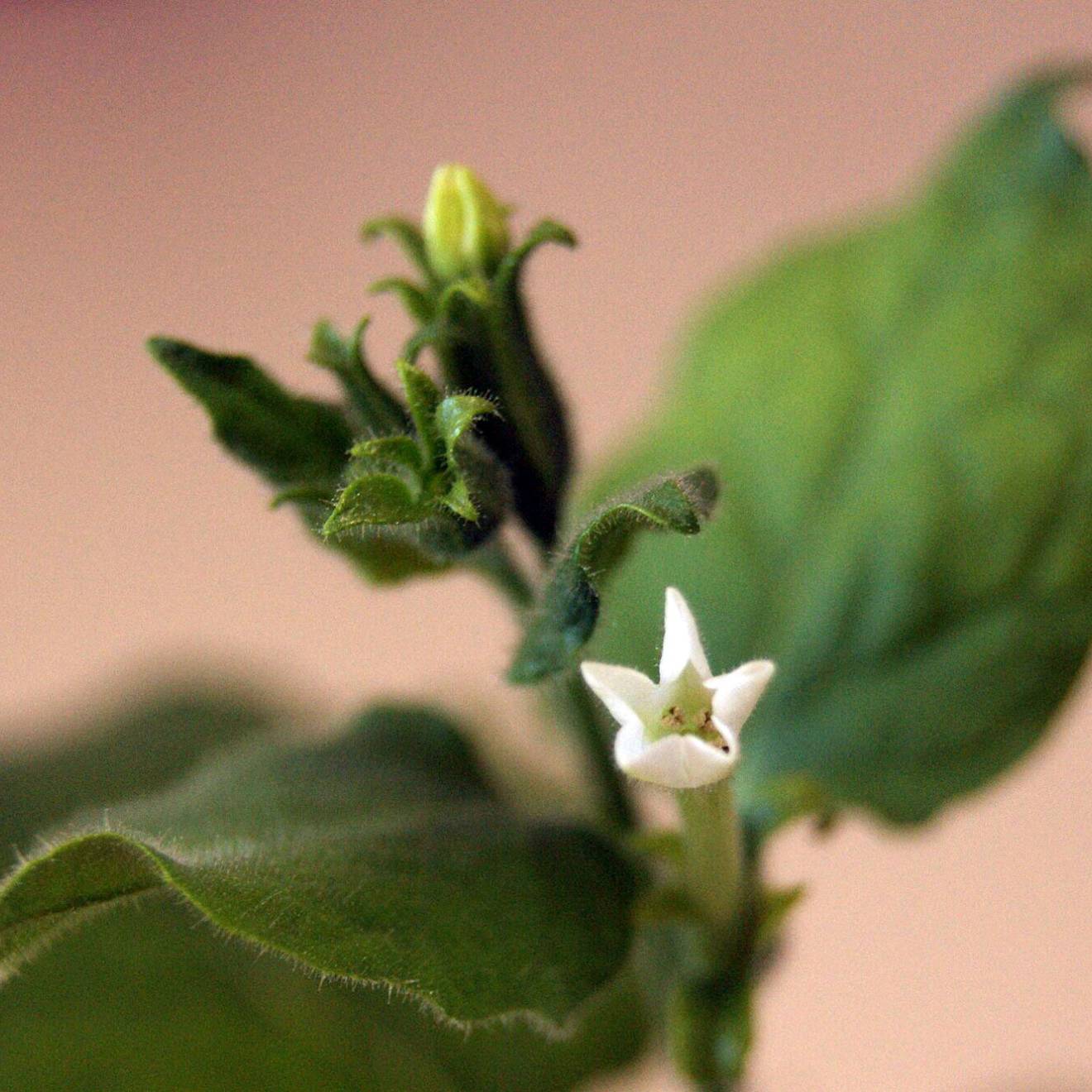 A close up of a plant's leaves and white flower