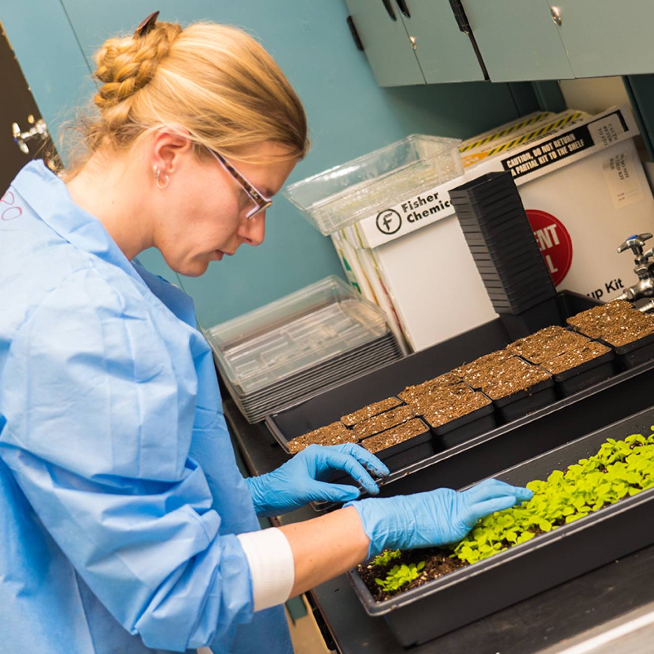 Veronique Beiss prepares a tray of plants to produce cowpea mosaic virus nanoparticles. 