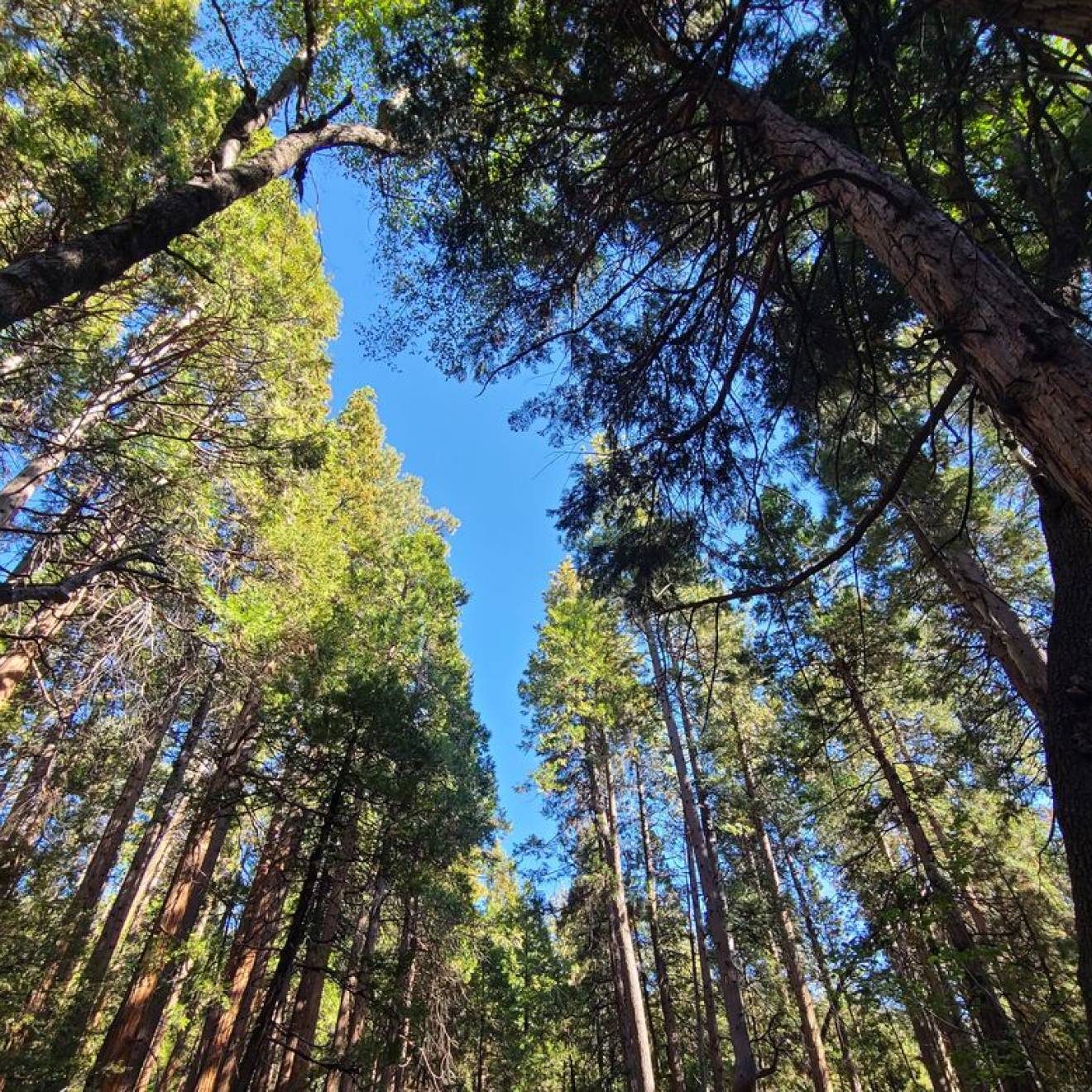 Looking up into a forest canopy against a blue sky