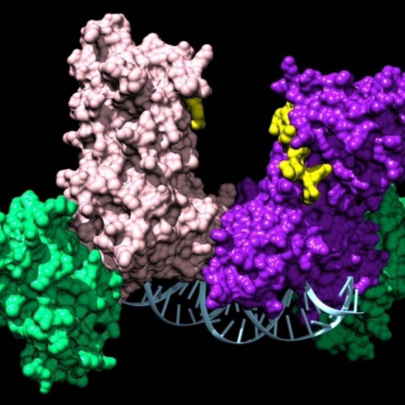 Illustration of a pair of DNMT3A enzymes joining two auxiliary proteins (green) to form a four-part complex