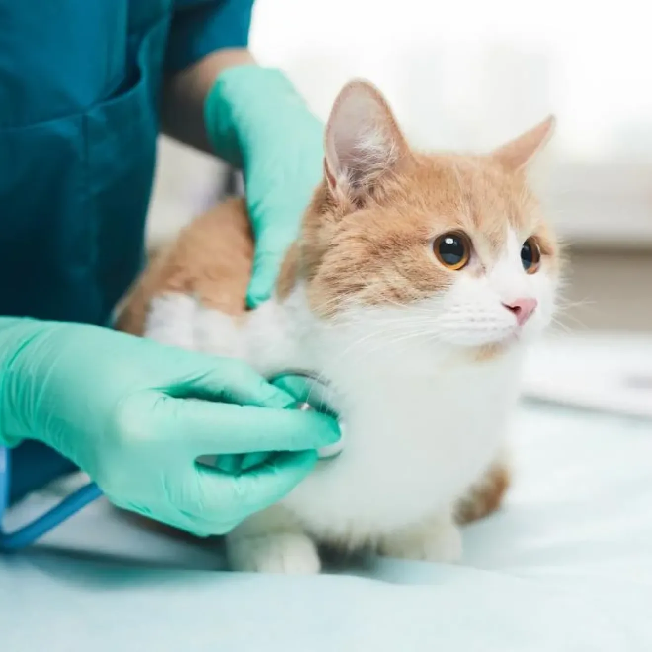 A veterinarian is using a stethoscope to examine a brown and white cat. The cat's eyes are slightly dilated. Researchers have found cats show fewer signs of stress when appointments are virtual rather than in a veterinary office. 