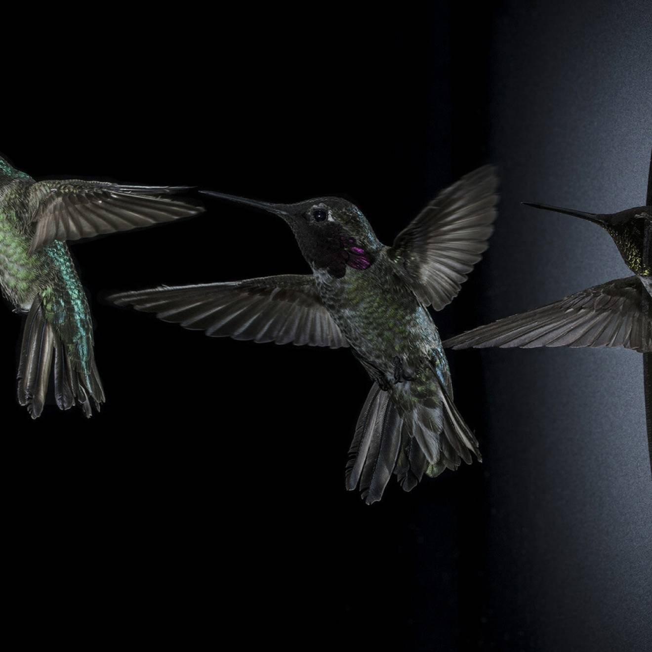 Sequential shots of an Anna's hummingbird (Calypte anna) navigating an aperture too small for its wingspan by sidling through while flapping its wings.