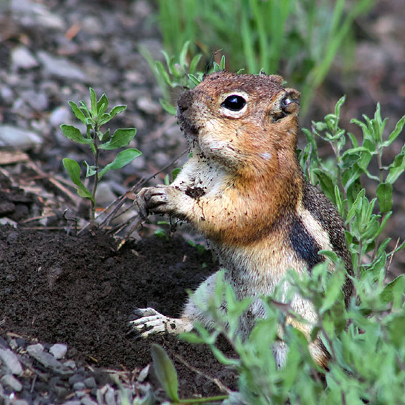 A golden-mantled ground squirrel 