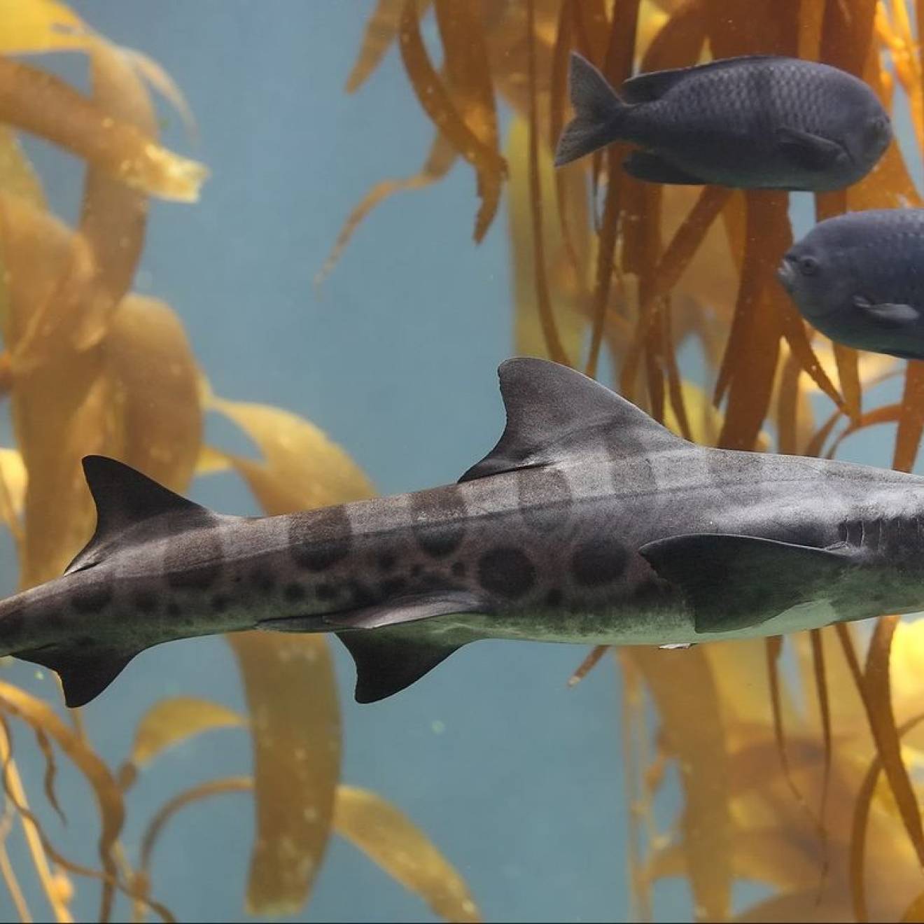 Leopard shark swimming through kelp