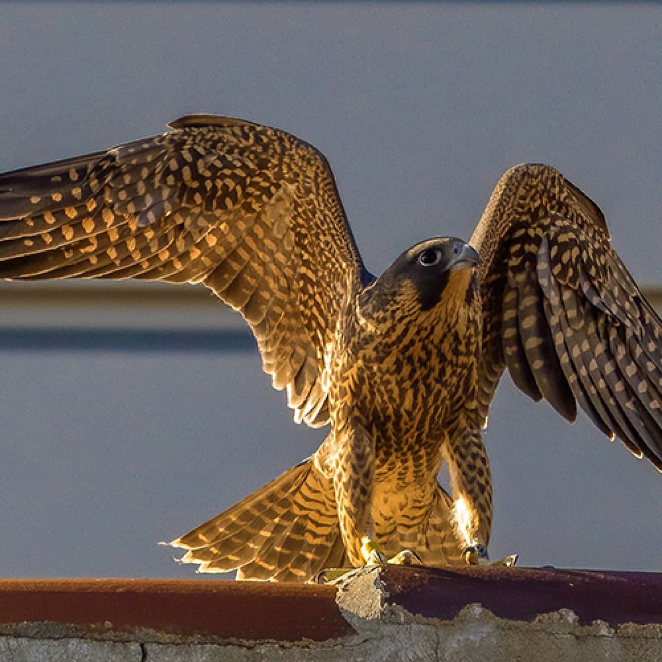 A fledgling peregrine falcon