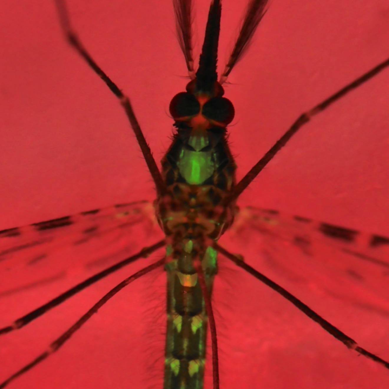 Photo of an Anopheles gambiae mosquito