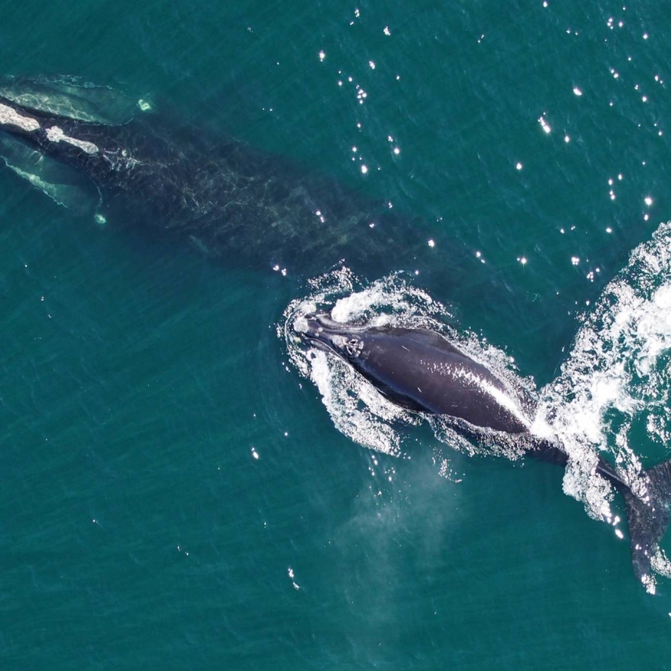 A North Atlantic right whale and her calf seen from a drone in the ocean