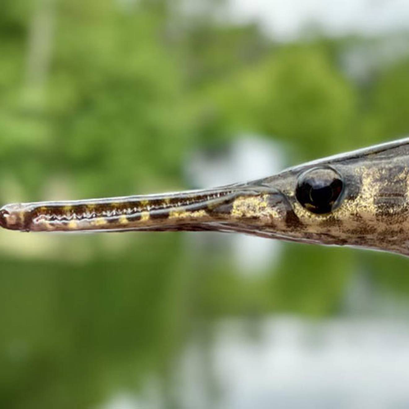 Spotted Gar, an ancient and native fish species