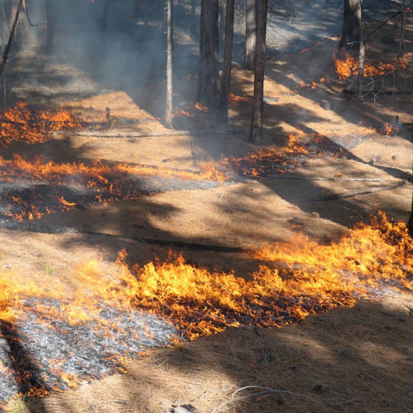 Low flames burn a patchwork pattern on a dry forest floor