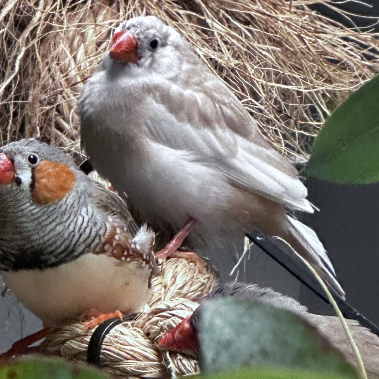 2 zebra finches, with white bellies, gray backs and orange cheeks, sit close together on a nest in a box.