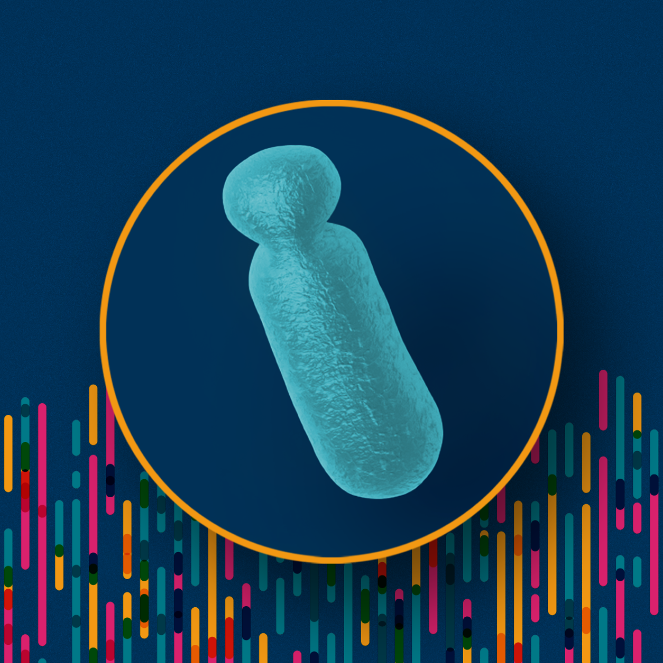 Illustration of DNA sequences of the Y chromosome