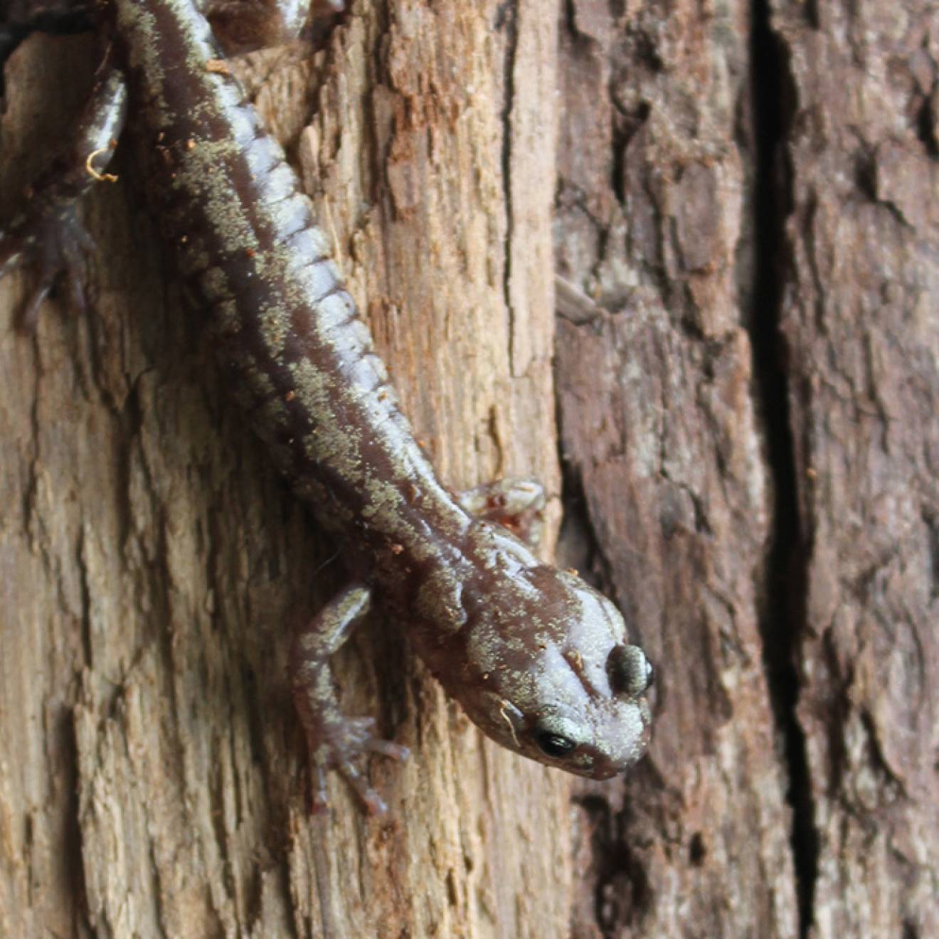 A wandering salamander on a tree