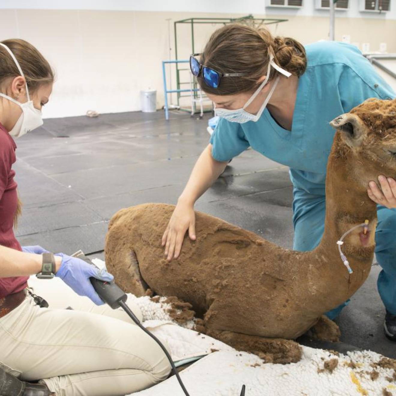 Two women in scrubs administer care while shaving an alpaca after a wildfire