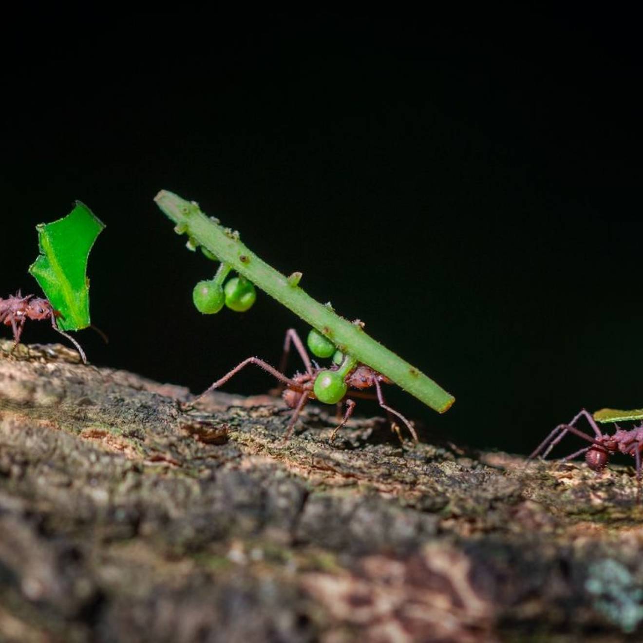 Three ants carrying green leaves and sticks along sloped dirt with a dark background