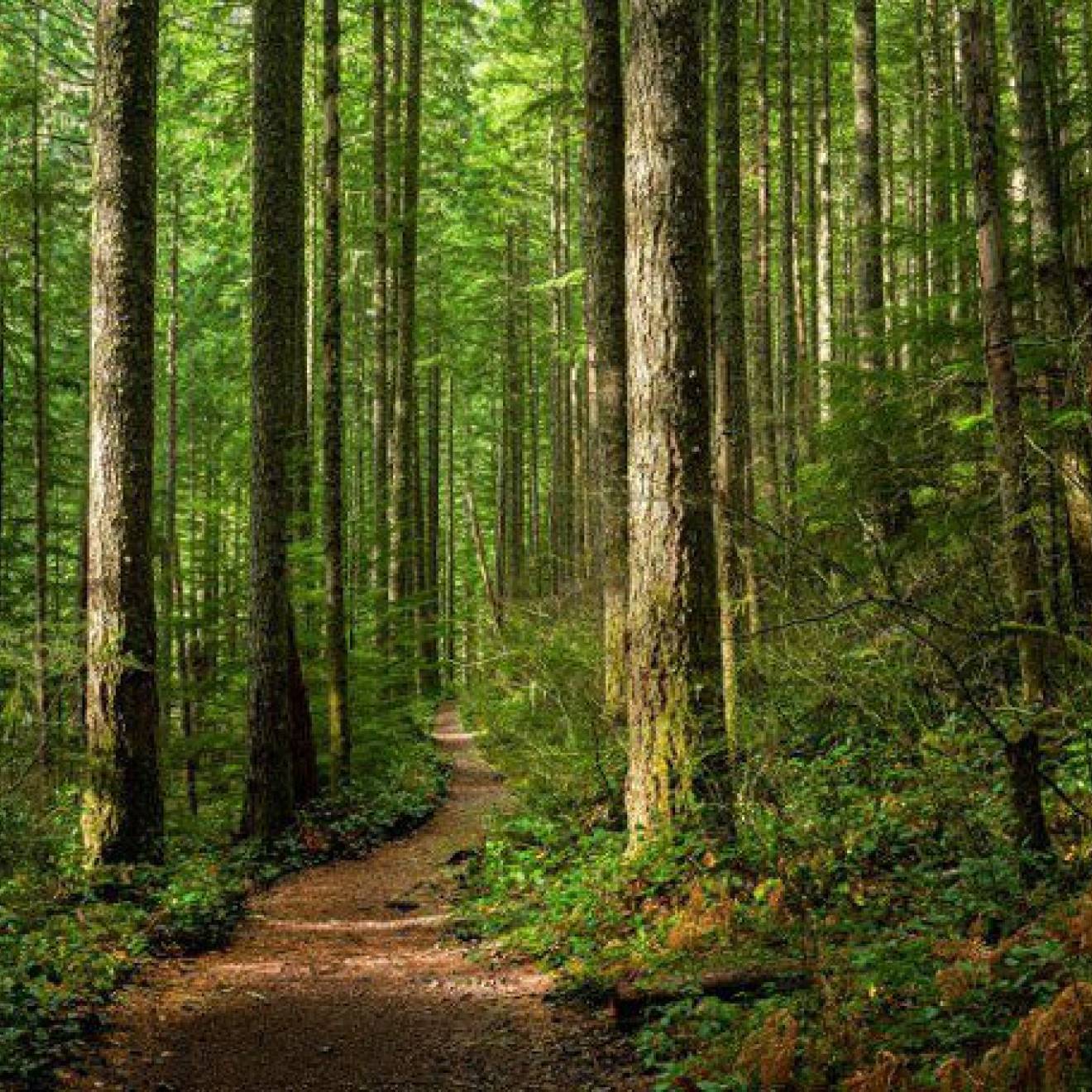 Redwood forest