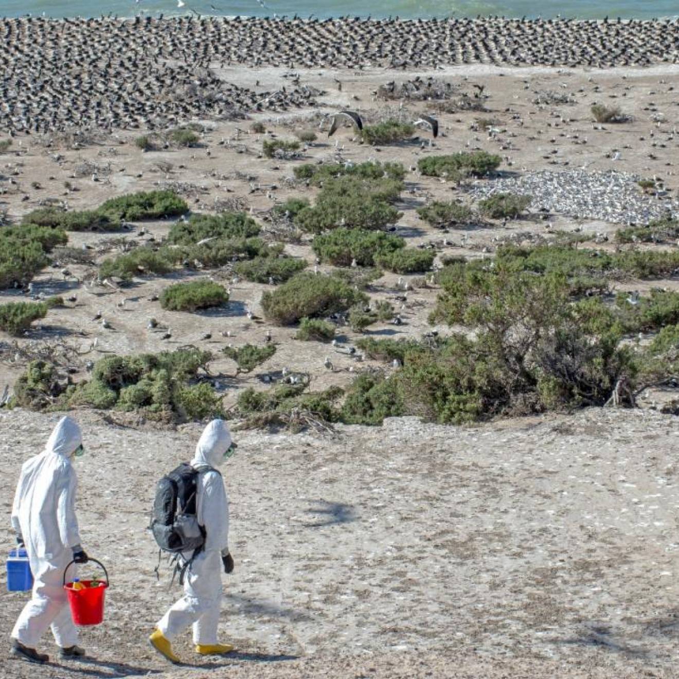 Two scientists in hazmat suits walk above a beach with terns among greenery and a colony of cormorants on the water's edge in Argentina