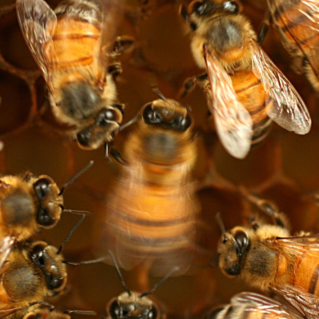 Honey bees in a hive viewed from above